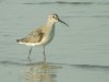 Curlew Sandpiper at Wakering Stairs (Steve Arlow) (53216 bytes)